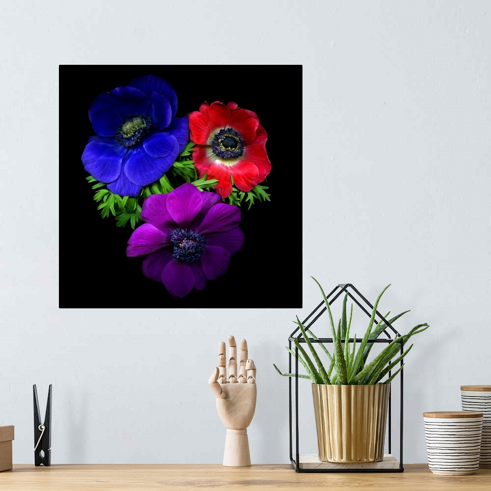 A bohemian room featuring 3 anemone flowers, blue, red and purple