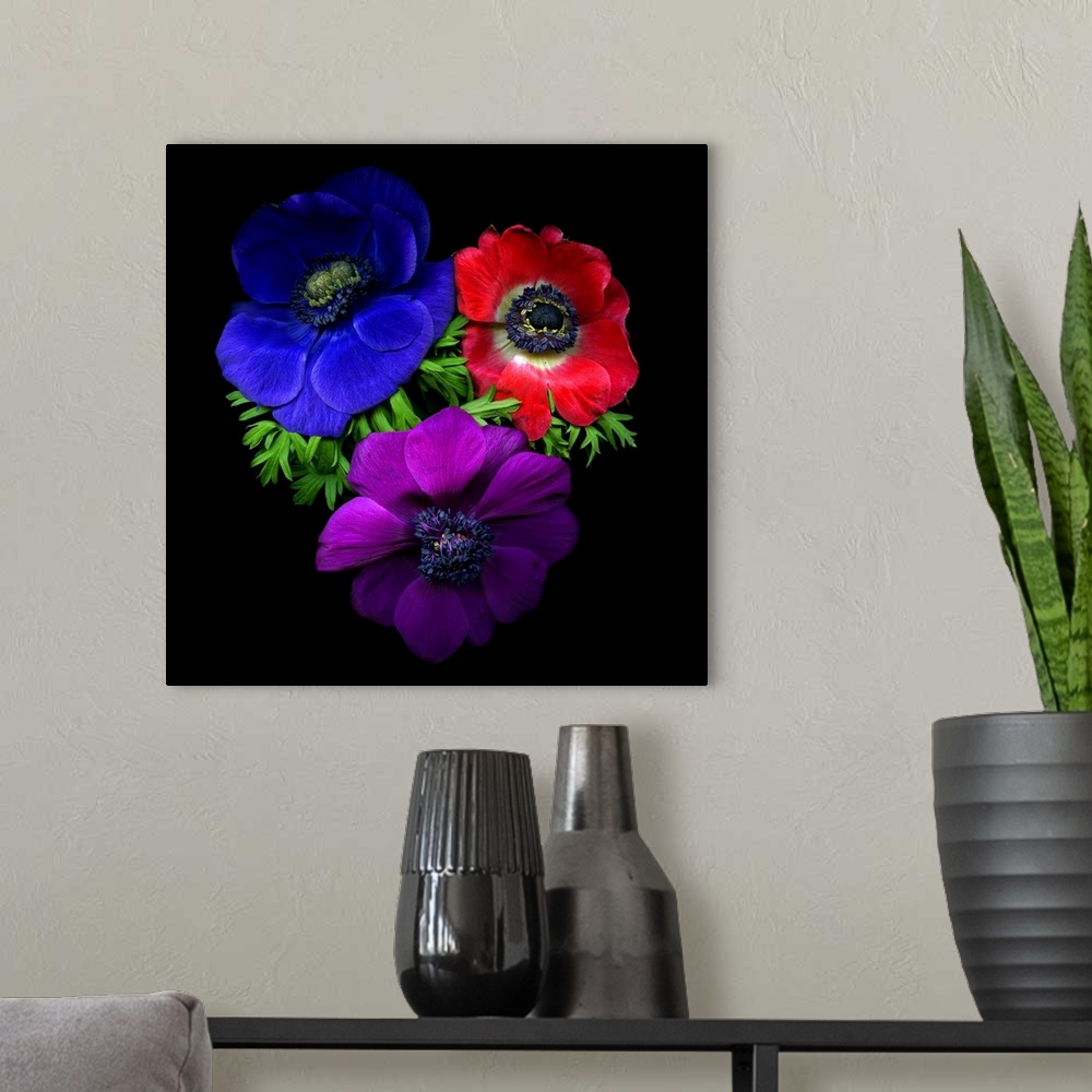 A modern room featuring 3 anemone flowers, blue, red and purple
