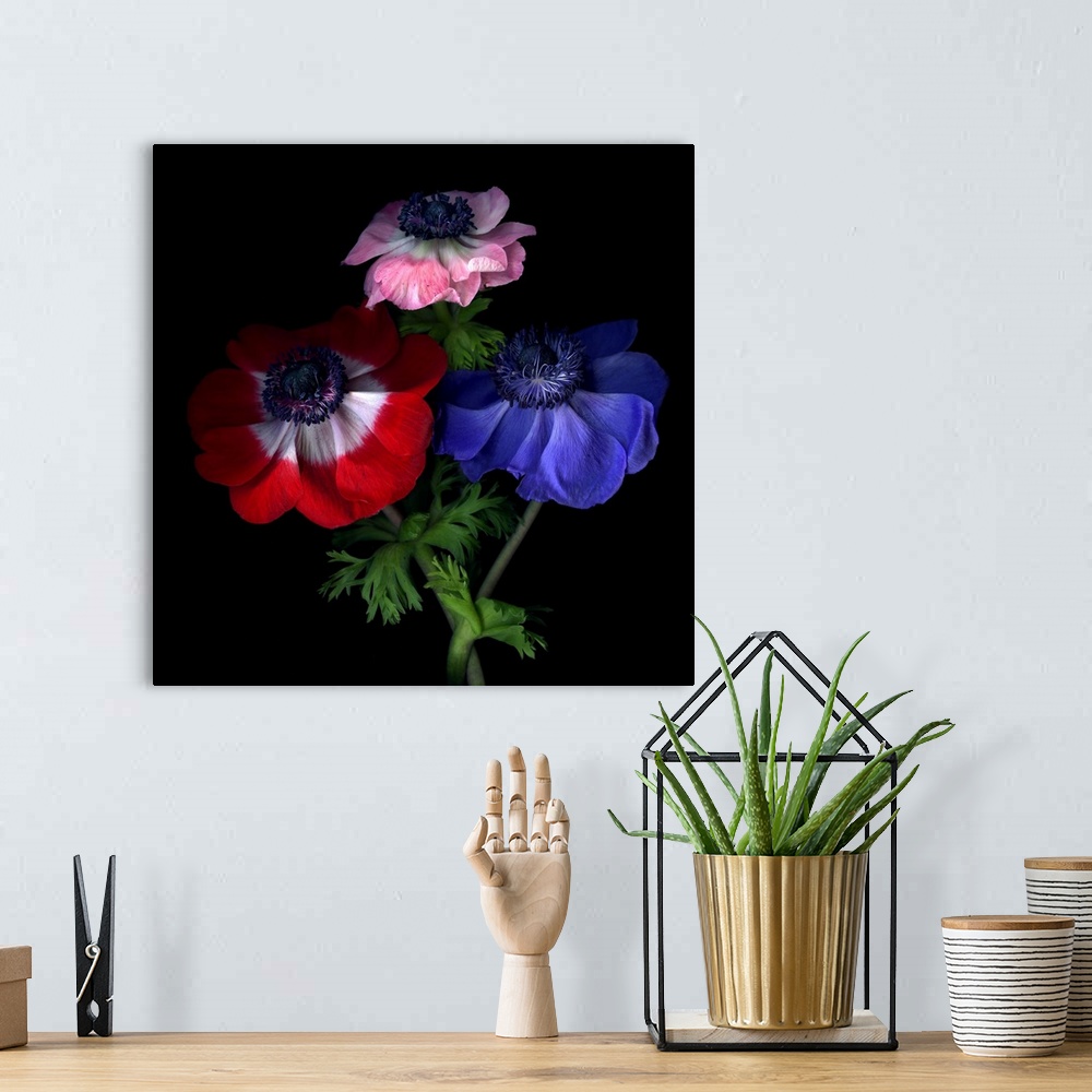 A bohemian room featuring Red, pink and blue anemone flowers.