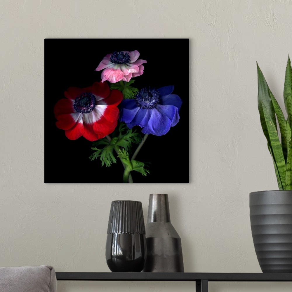 A modern room featuring Red, pink and blue anemone flowers.