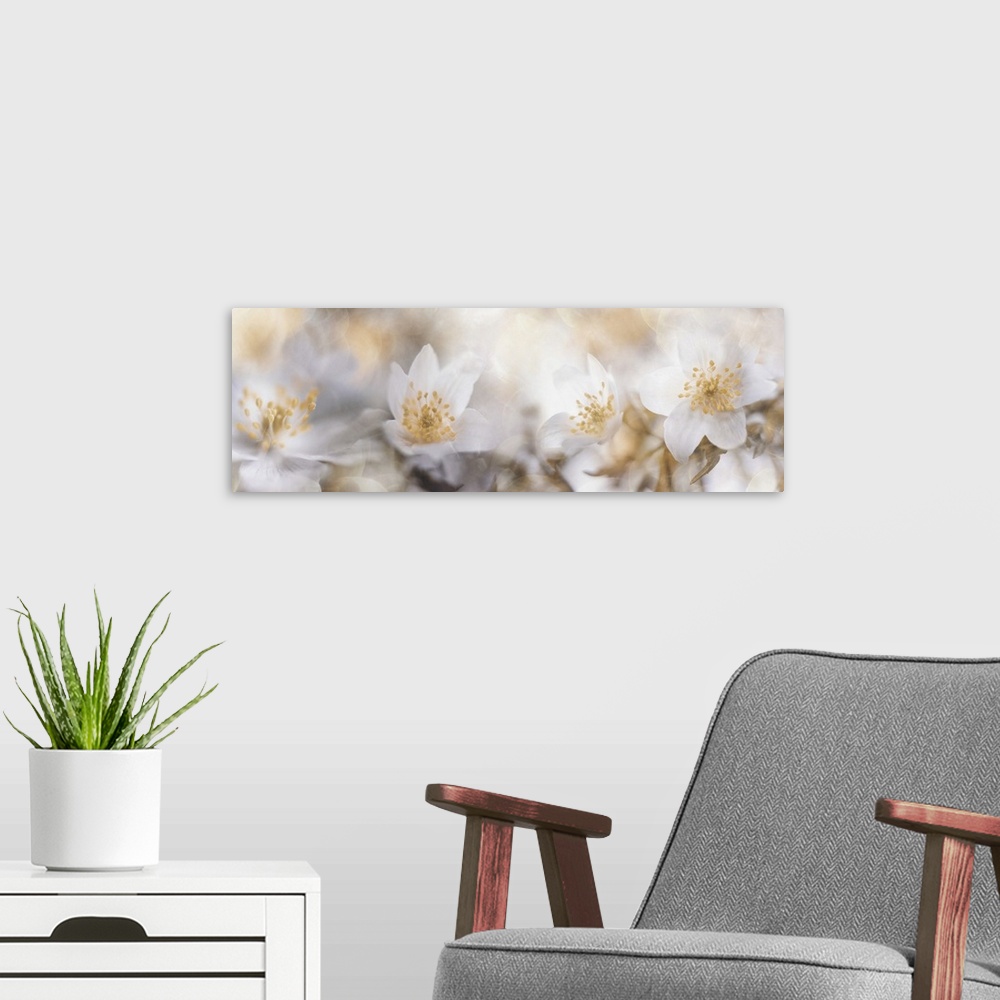 A modern room featuring Several images of anemone nemorosa and light reflections are blended together.