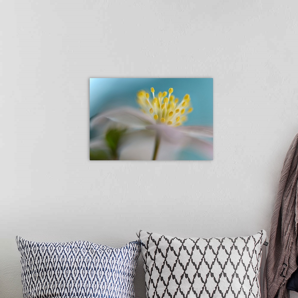 A bohemian room featuring Close-up of photograph an Anemone nemorosa.
