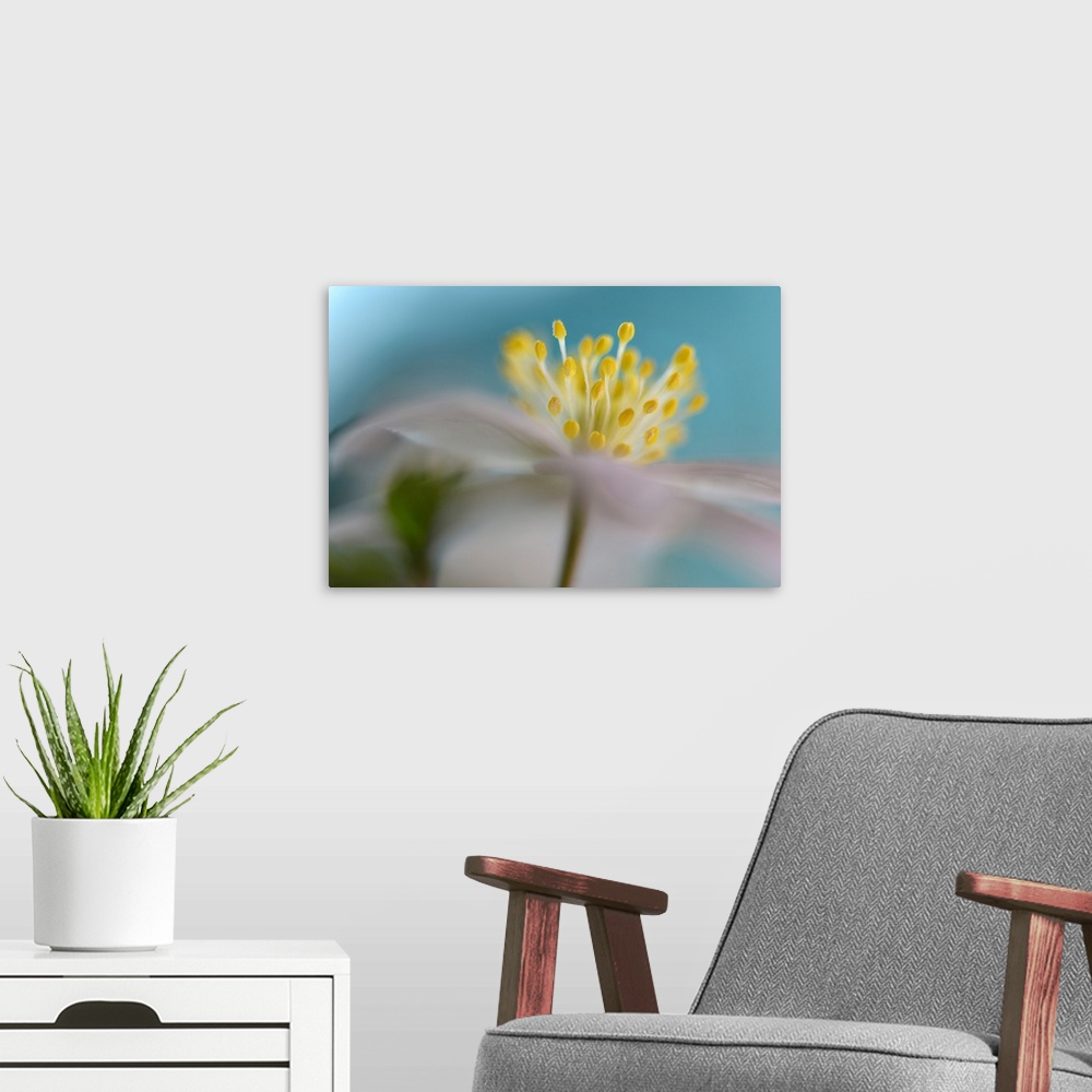 A modern room featuring Close-up of photograph an Anemone nemorosa.