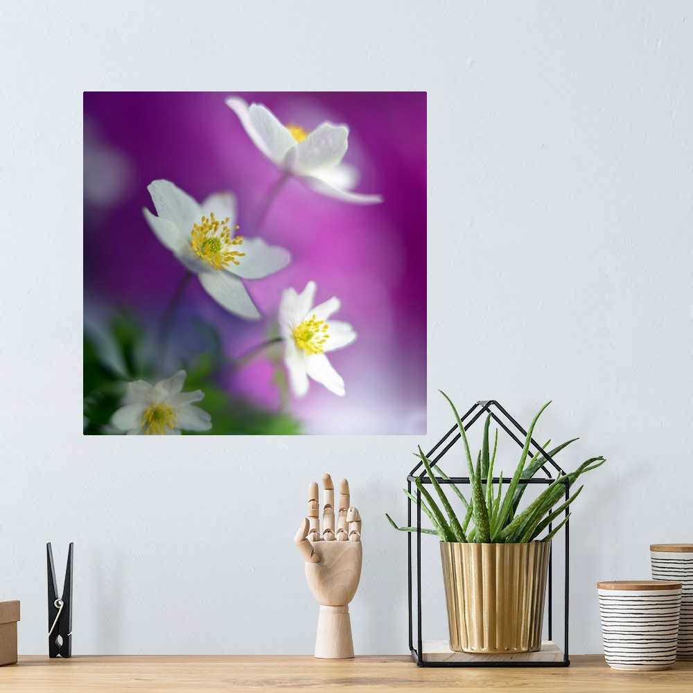 A bohemian room featuring Square photograph of white flowers with a soft focus, giving it a dreamy appearance.