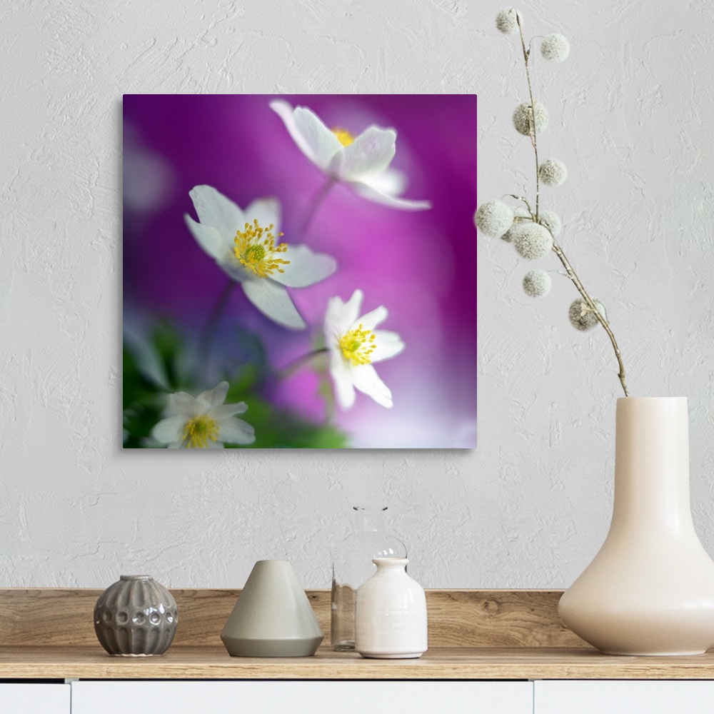 A farmhouse room featuring Square photograph of white flowers with a soft focus, giving it a dreamy appearance.