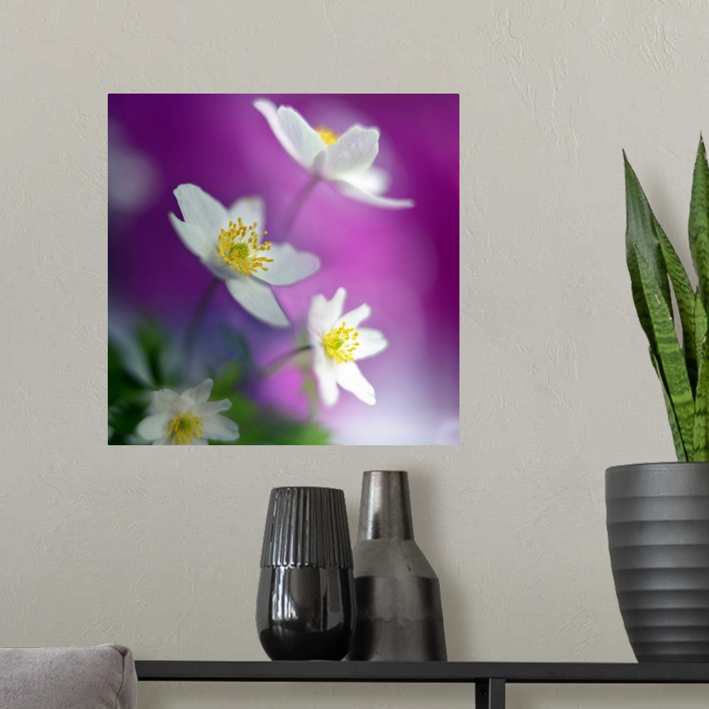 A modern room featuring Square photograph of white flowers with a soft focus, giving it a dreamy appearance.