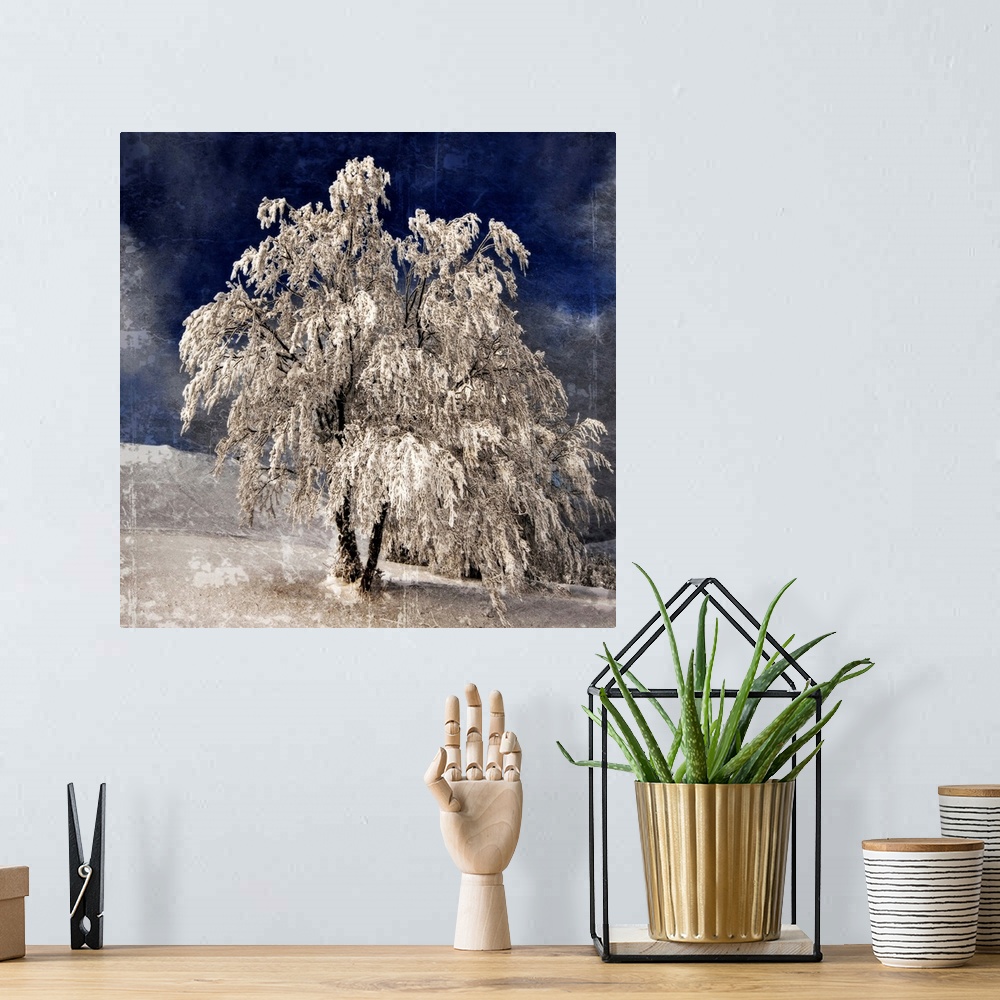 A bohemian room featuring A frozen tree with a photo texture