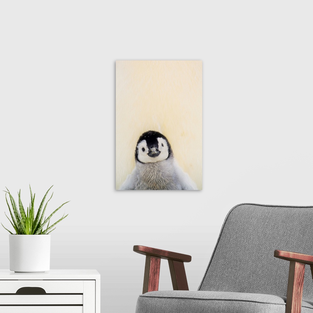 A modern room featuring Big, vertical photograph of an Emperor penguin chick from the chest up, standing against the warm...
