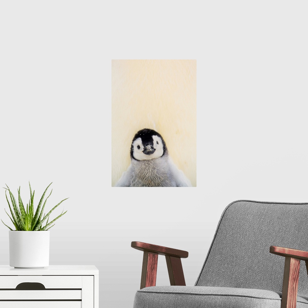 A modern room featuring Big, vertical photograph of an Emperor penguin chick from the chest up, standing against the warm...
