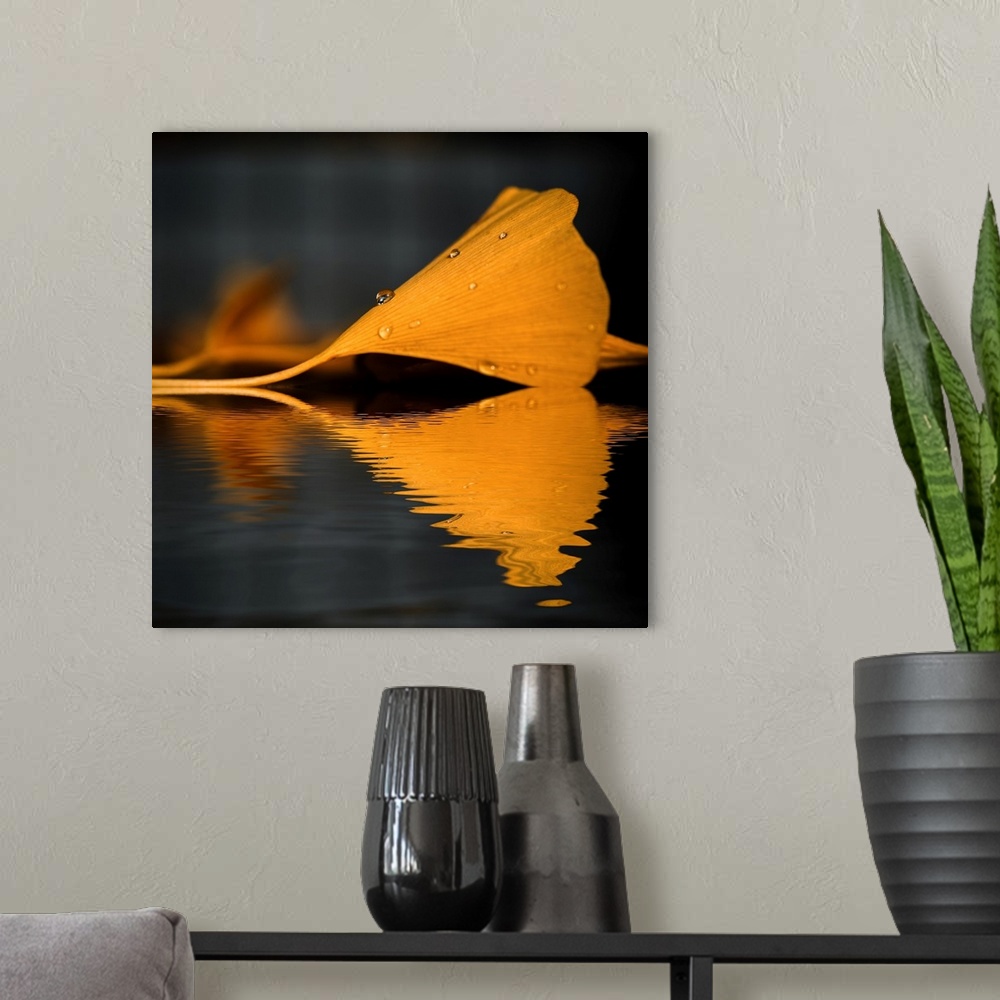 A modern room featuring Reflection of a yellow gingko leaf