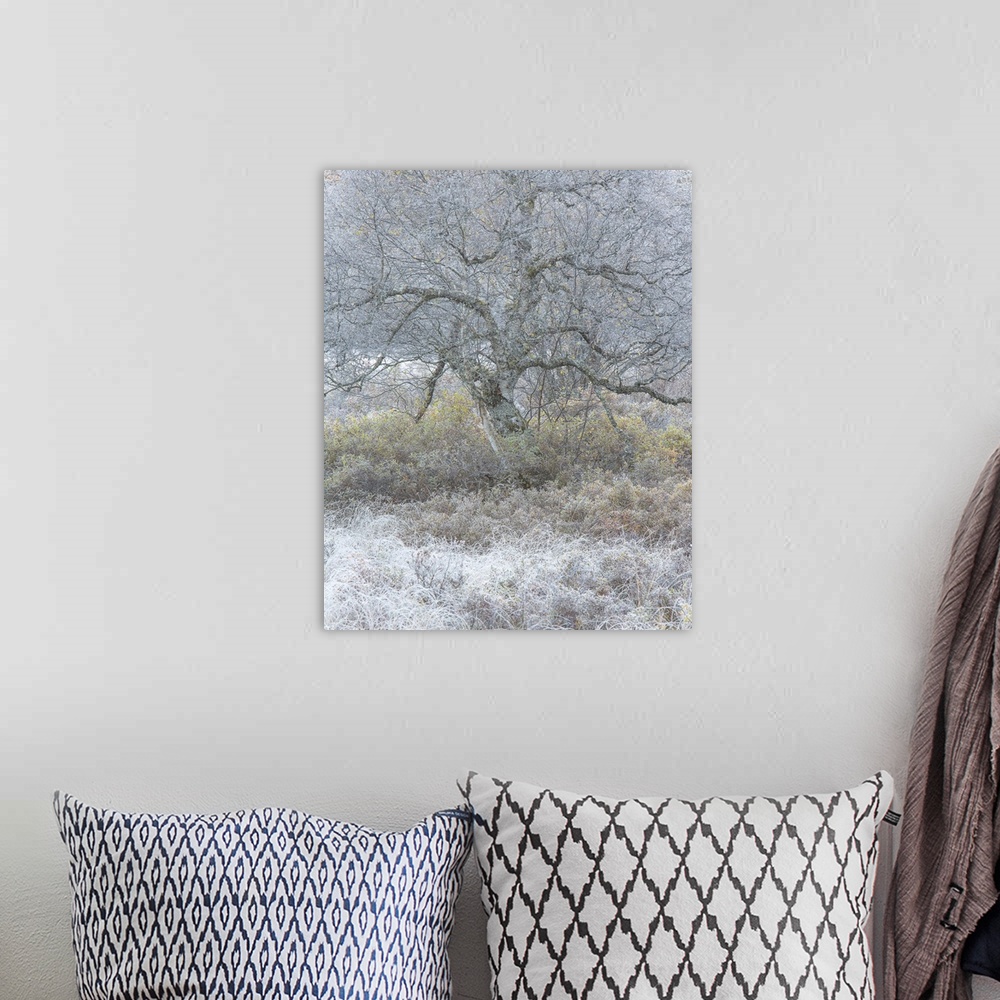 A bohemian room featuring Bare tree with twisting branches in the winter with frost on the ground.