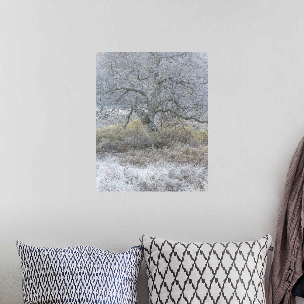 A bohemian room featuring Bare tree with twisting branches in the winter with frost on the ground.