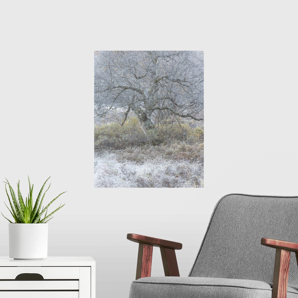 A modern room featuring Bare tree with twisting branches in the winter with frost on the ground.