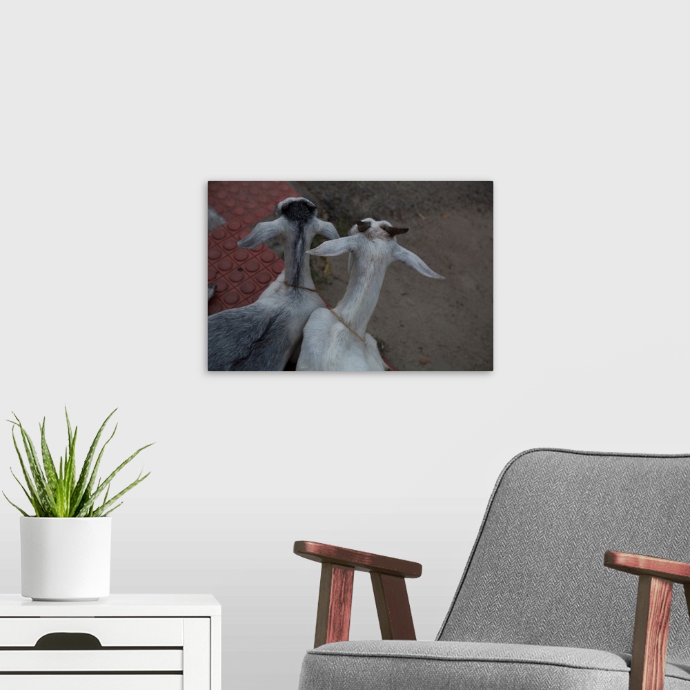 A modern room featuring Photograph looking down at two goats named Anthony and Cleopatra, from the backside.