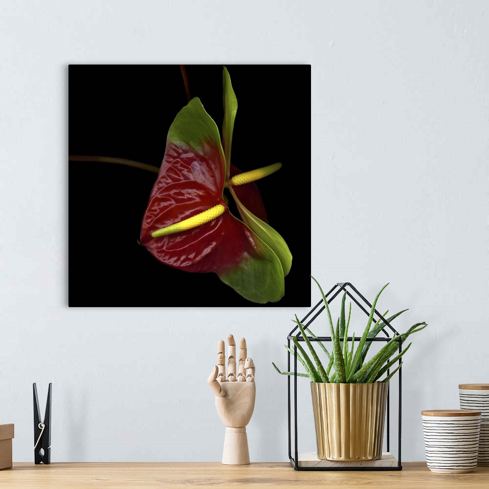 A bohemian room featuring Anthurium