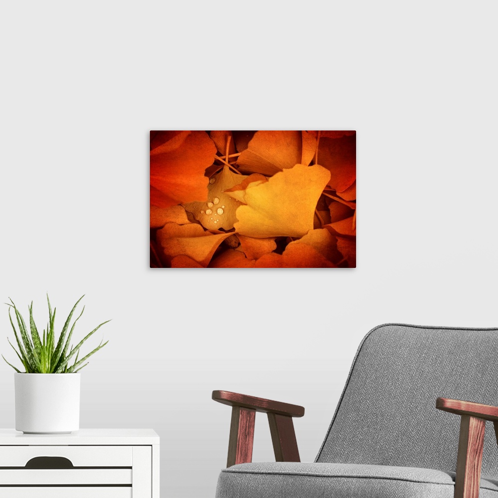 A modern room featuring Artistic photo of fallen ginkgo leaves in autumn with small dew drops.