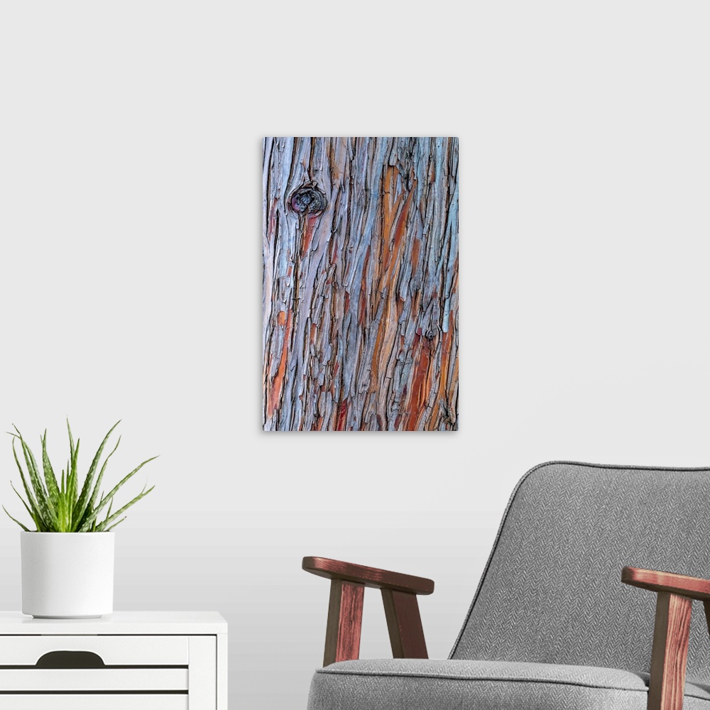 A modern room featuring Close up image of peeling bark on the trunk of a tree.