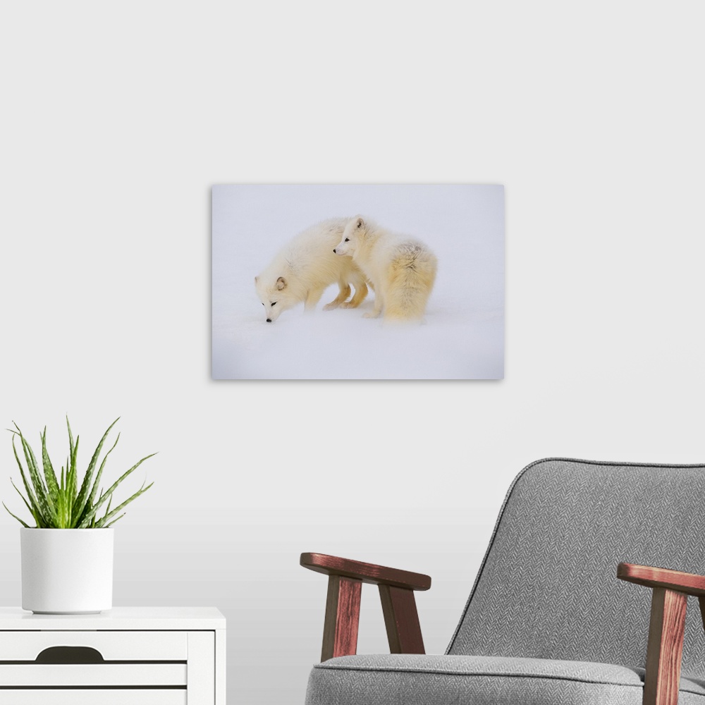 A modern room featuring A pair of arctic foxes in their white winter coats, investigating the snow.