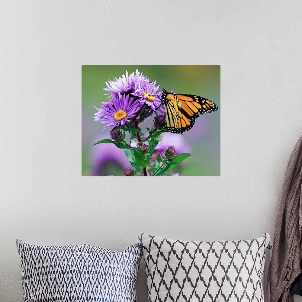 A bohemian room featuring Autumn Butterfly Feeding on a Wildflower