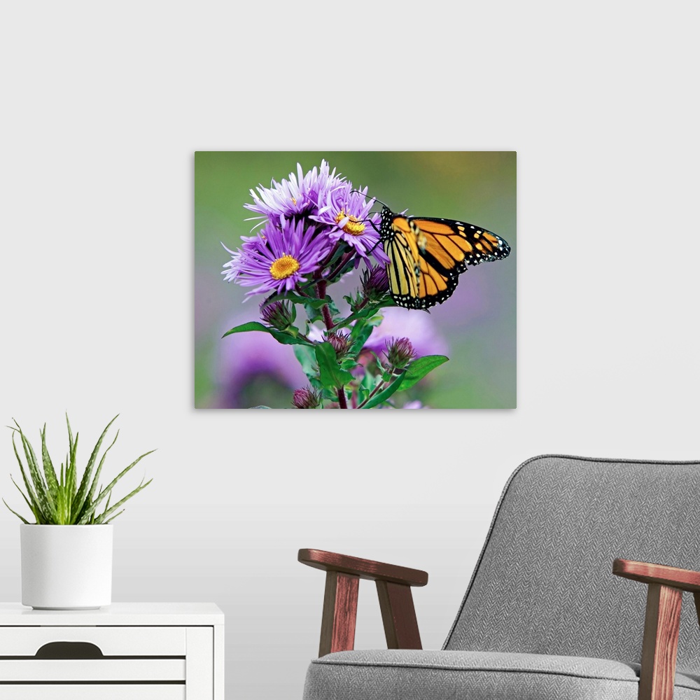A modern room featuring Autumn Butterfly Feeding on a Wildflower