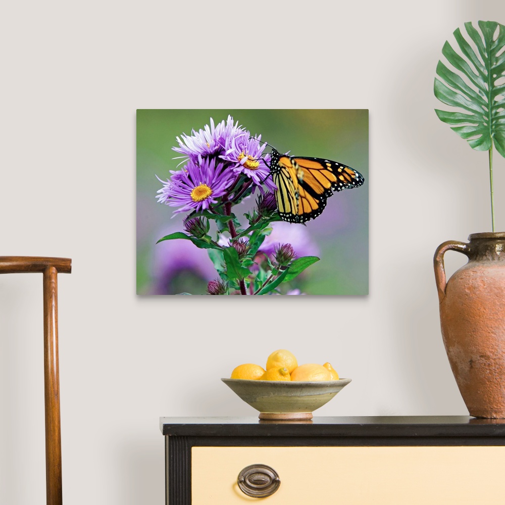 A traditional room featuring Autumn Butterfly Feeding on a Wildflower