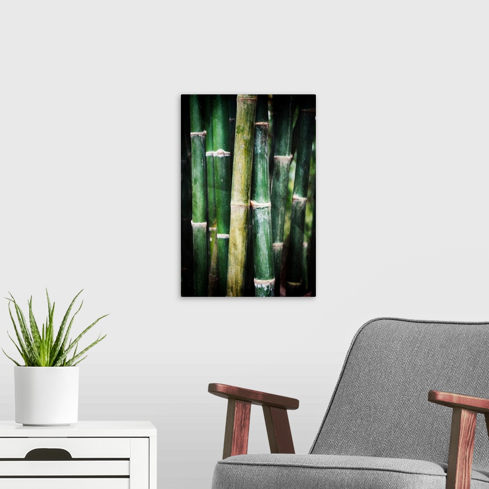 A modern room featuring Green bamboo trees photographed close up