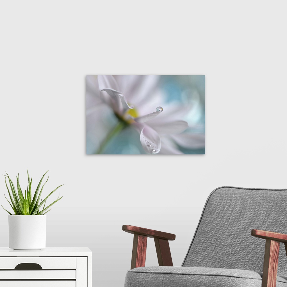A modern room featuring Soft focus macro image of a dew drop on the petals on a daisy.