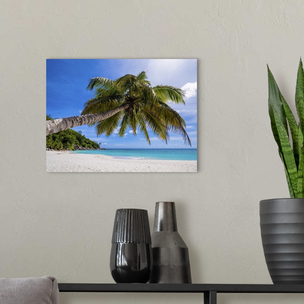 A modern room featuring A typical lonely palm tree on a large Seychelles beach.