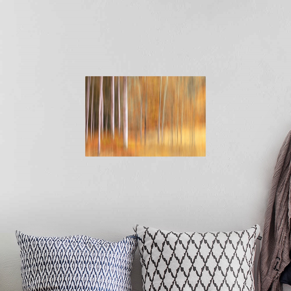 A bohemian room featuring Abstract photo of birch trees in the fall blurred to create interesting shapes.