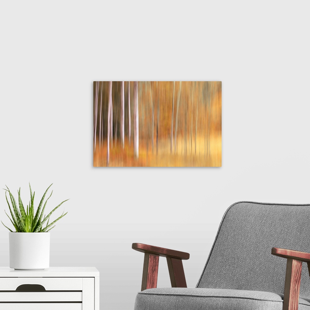 A modern room featuring Abstract photo of birch trees in the fall blurred to create interesting shapes.