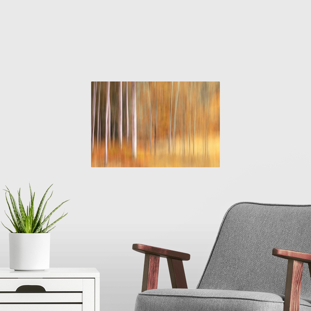 A modern room featuring Abstract photo of birch trees in the fall blurred to create interesting shapes.