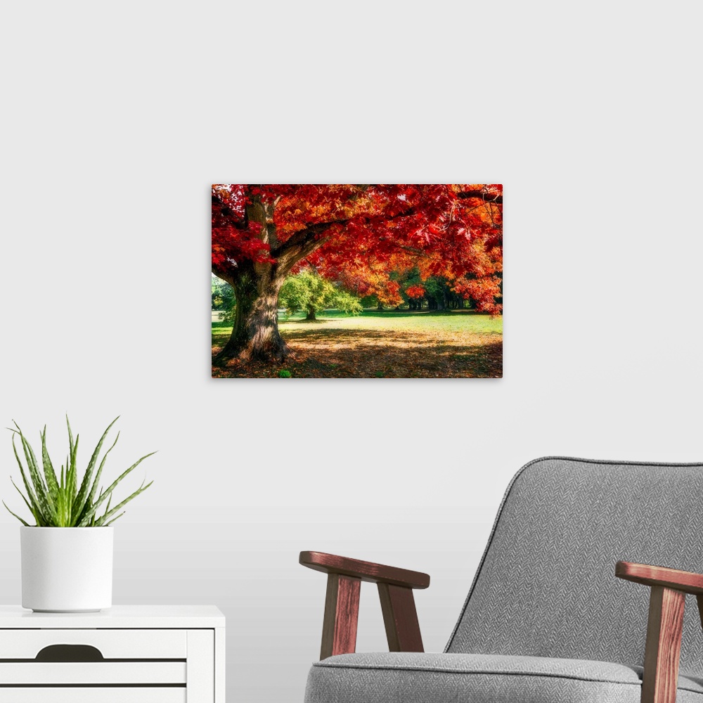 A modern room featuring A red oak tree in autumn