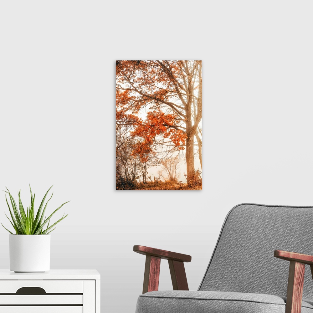 A modern room featuring Close up on a tree in autumn
