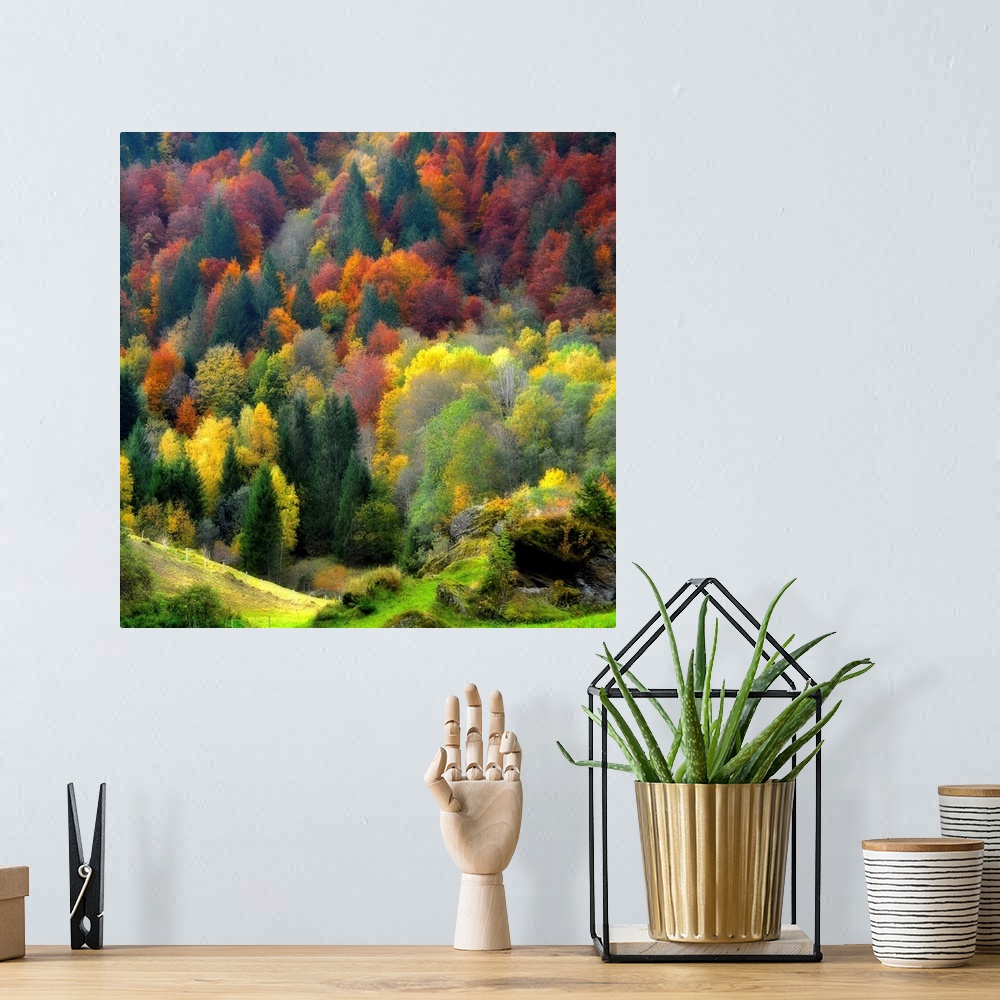 A bohemian room featuring Full color photograph displaying a forest of trees bursting with colors during the fall.