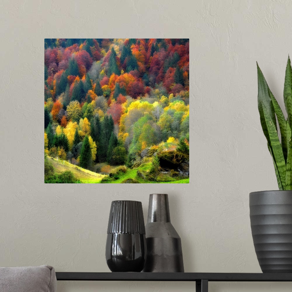 A modern room featuring Full color photograph displaying a forest of trees bursting with colors during the fall.