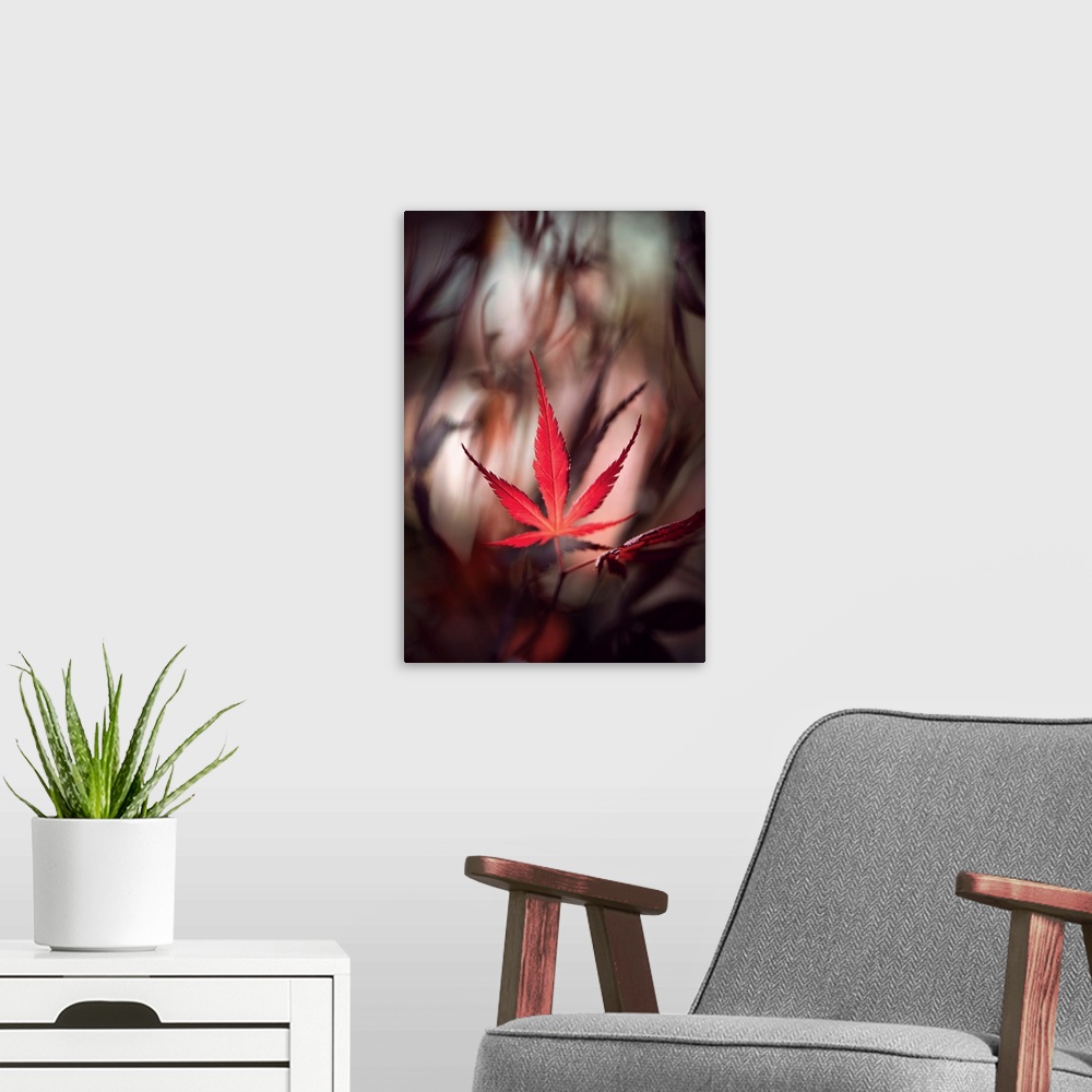 A modern room featuring Red maple leaf with a bokeh effect