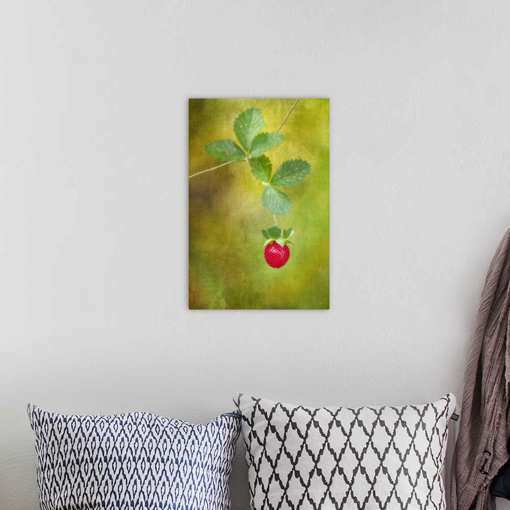 A bohemian room featuring Image with a piece of red fruit hanging from the vine on a light green background.