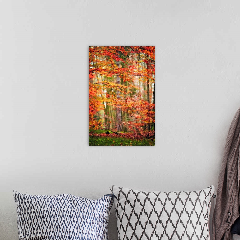 A bohemian room featuring Fine art photo of a forest with orange and red leaves in the fall.