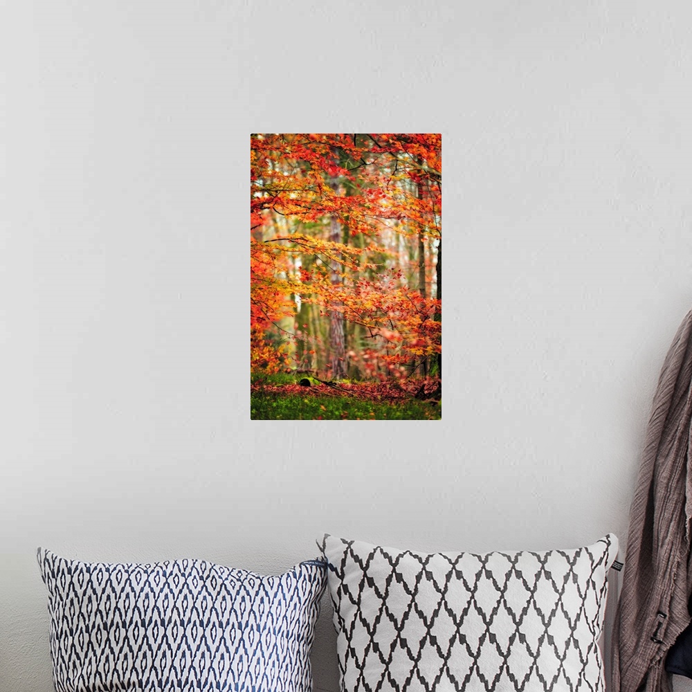 A bohemian room featuring Fine art photo of a forest with orange and red leaves in the fall.