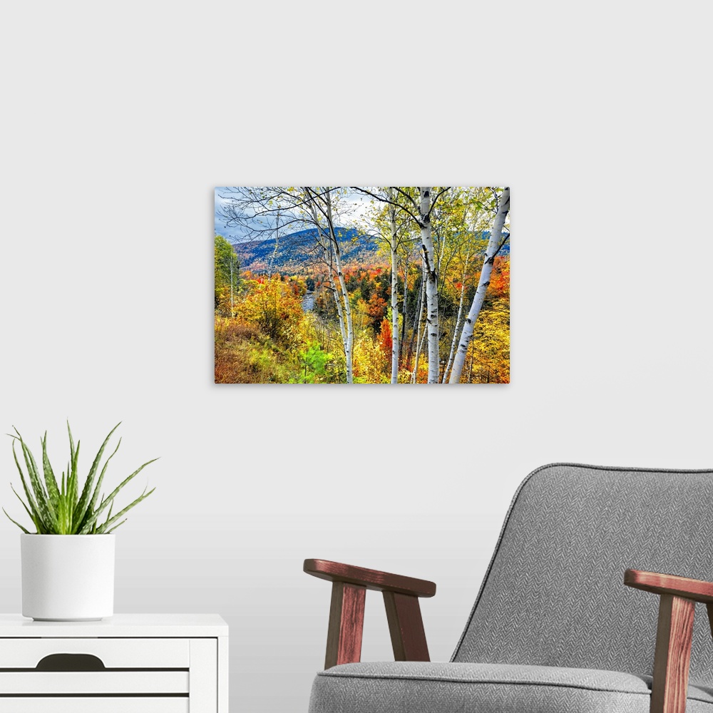 A modern room featuring Autumn color explosion in the white mountains with the Pemigewasset River, Franconia, New Hampshi...