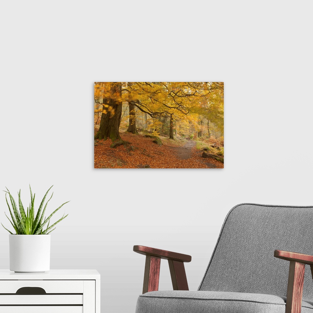 A modern room featuring An autumn fall image in an English woodland with yellow gold foliage blown by the wind beneath an...