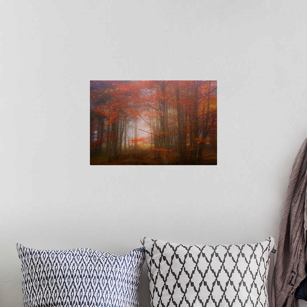 A bohemian room featuring View through a misty forest with trees full of orange leaves.