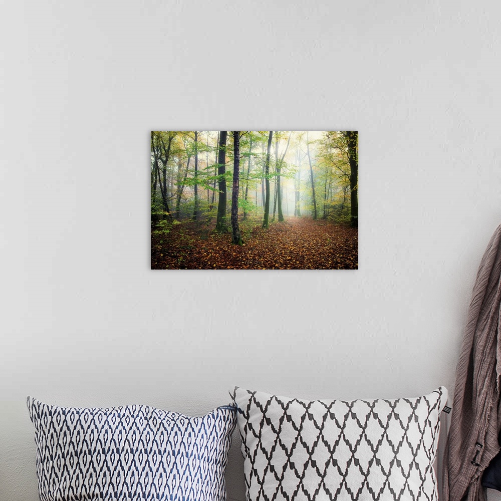 A bohemian room featuring Fine art photo of a misty forest with narrow trees in France.