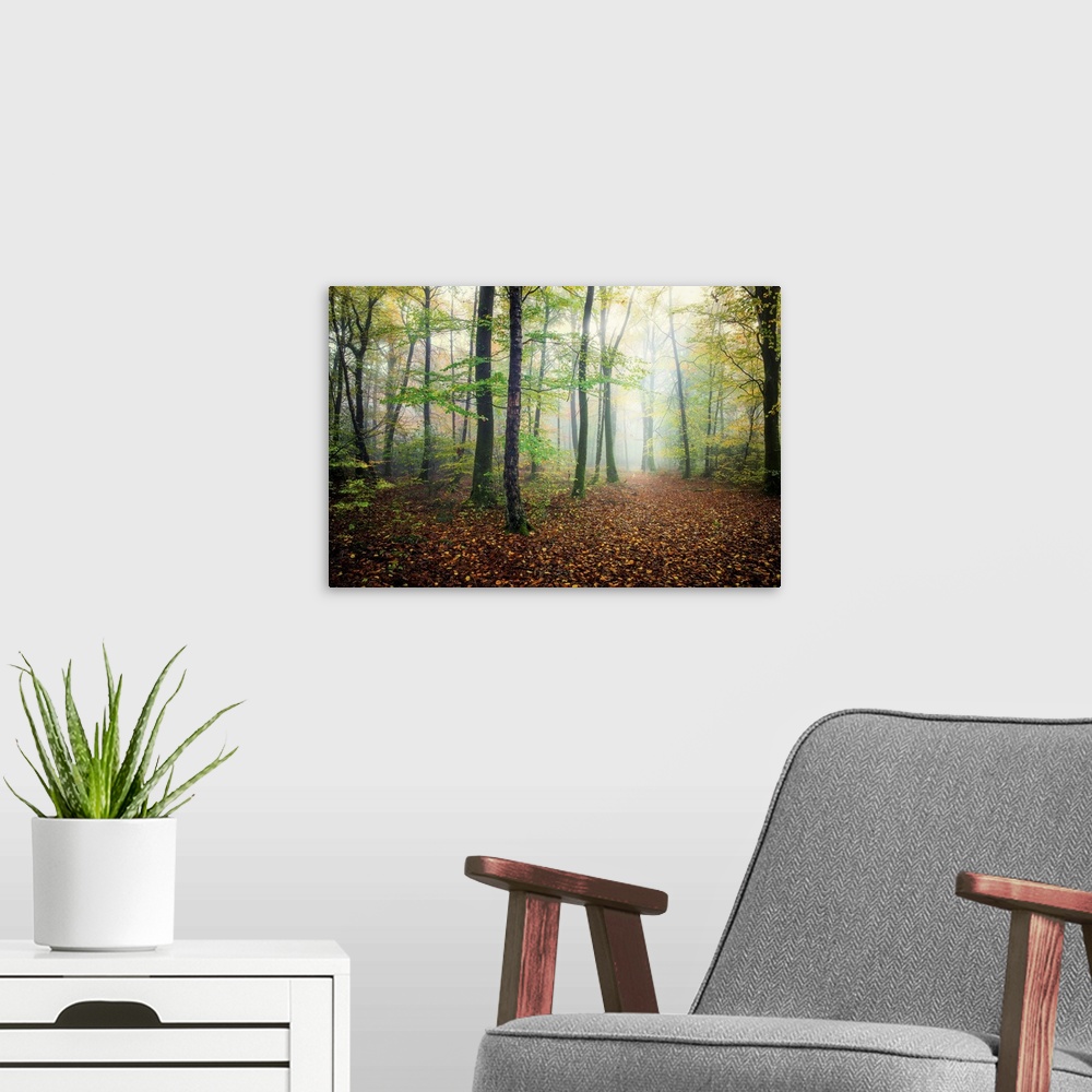 A modern room featuring Fine art photo of a misty forest with narrow trees in France.