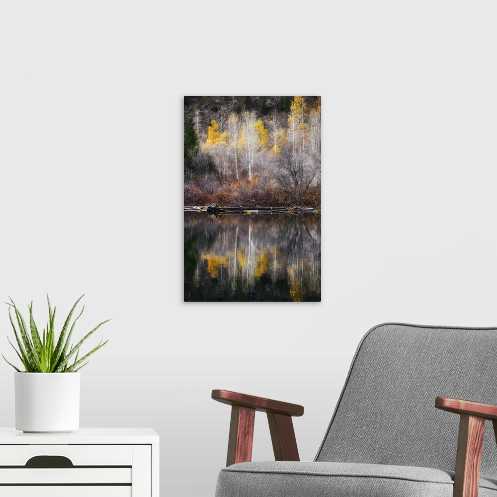 A modern room featuring The edge of a forest with yellow-leaved trees mirrored in the calm water below.