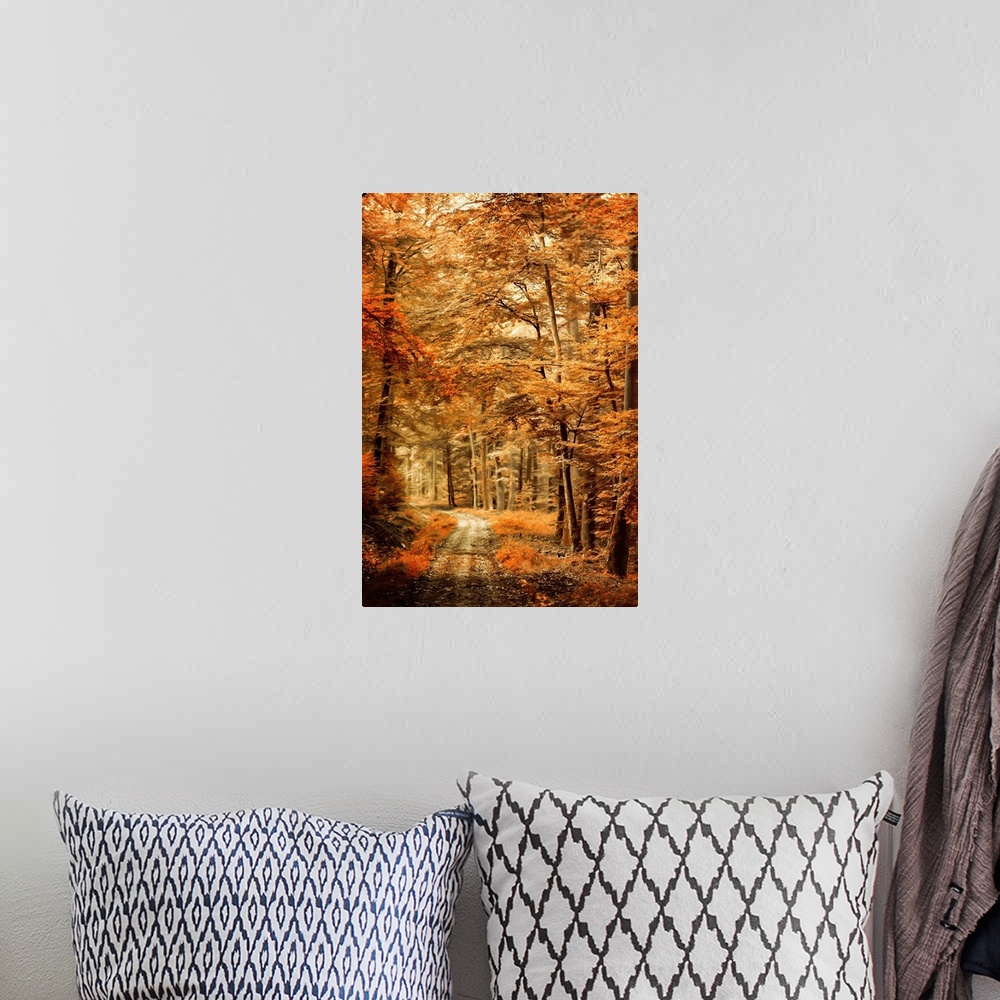 A bohemian room featuring Photograph of an Autumn landscape with a path through woods with orange leaves and a shallow dept...