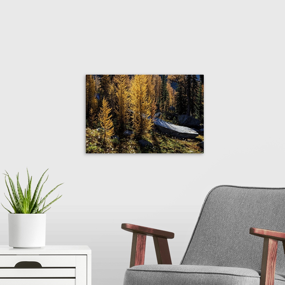 A modern room featuring Alpine larches glowing on a warm Fall afternoon in the mountains.