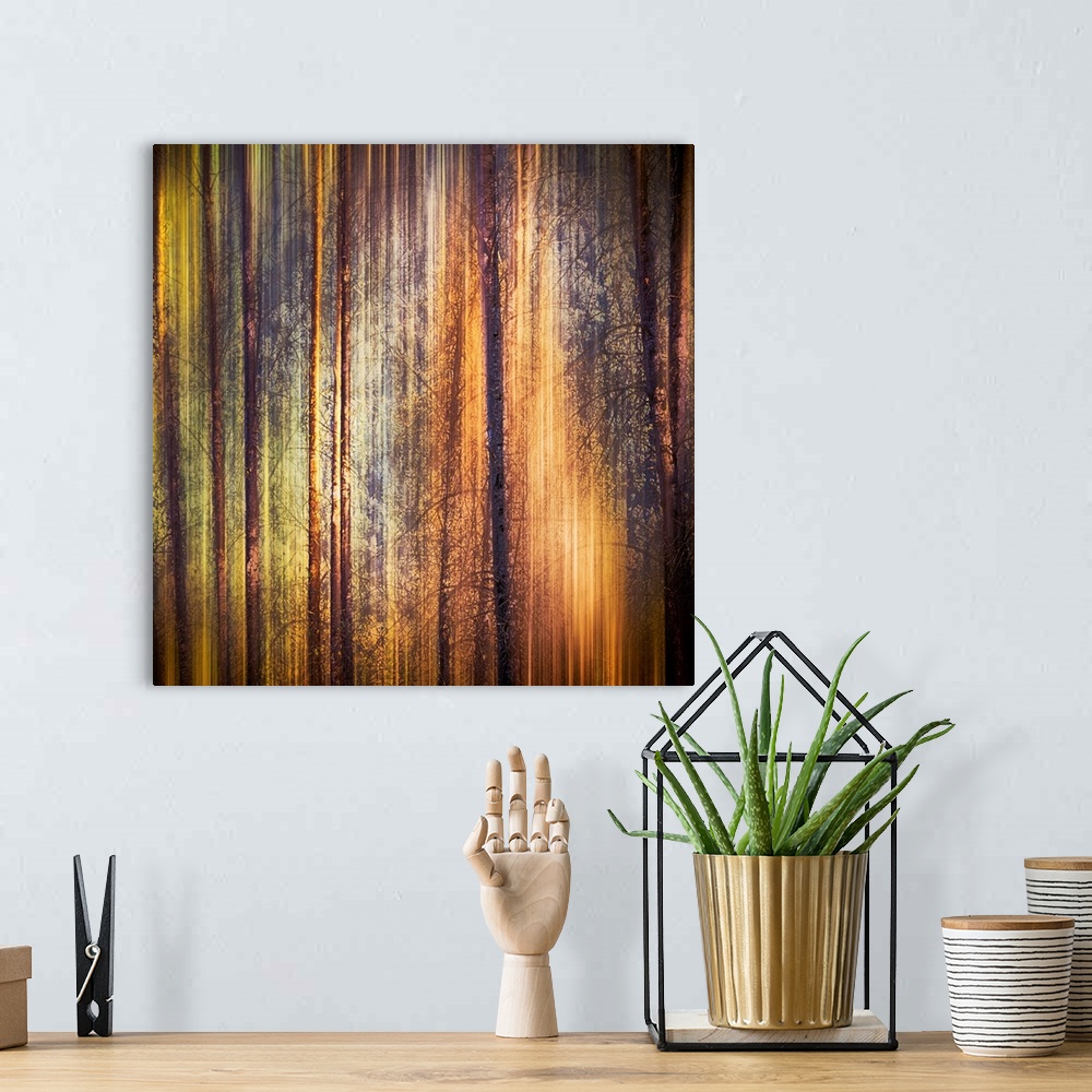 A bohemian room featuring Oversized, square, fine art photograph of tall, thin tree trunks with many small branches.  Strea...