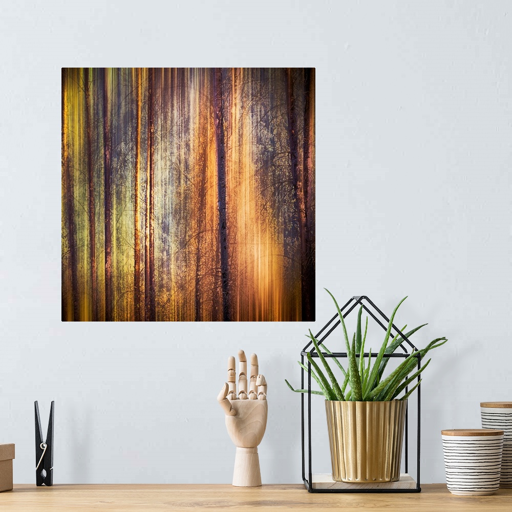 A bohemian room featuring Oversized, square, fine art photograph of tall, thin tree trunks with many small branches.  Strea...