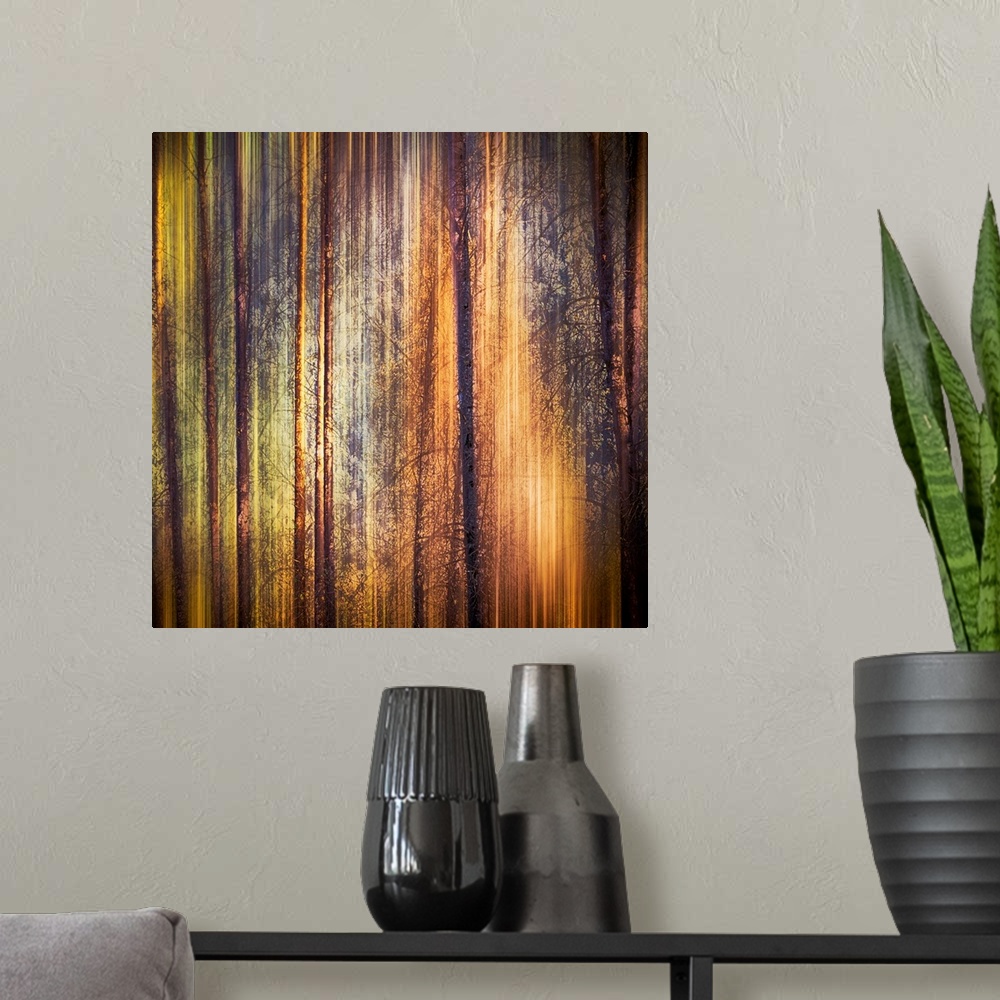 A modern room featuring Oversized, square, fine art photograph of tall, thin tree trunks with many small branches.  Strea...